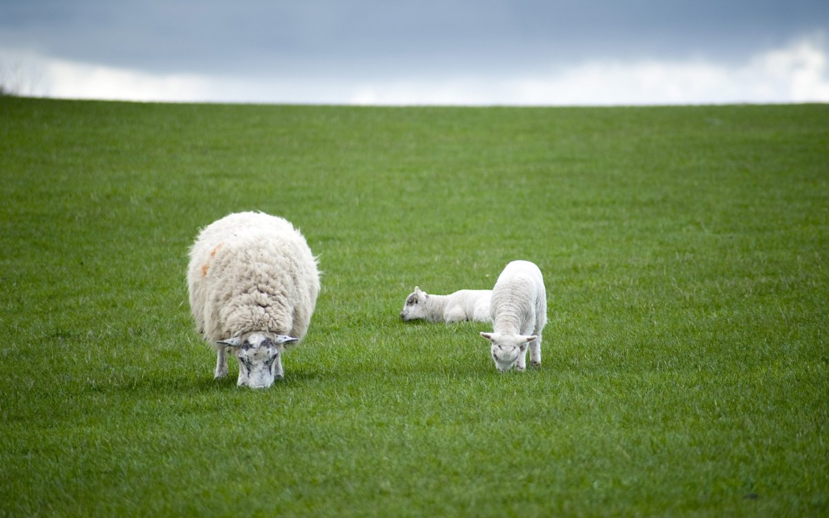 Овечка на траве