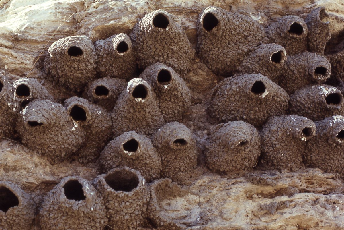 Гнездо птицы шалашника