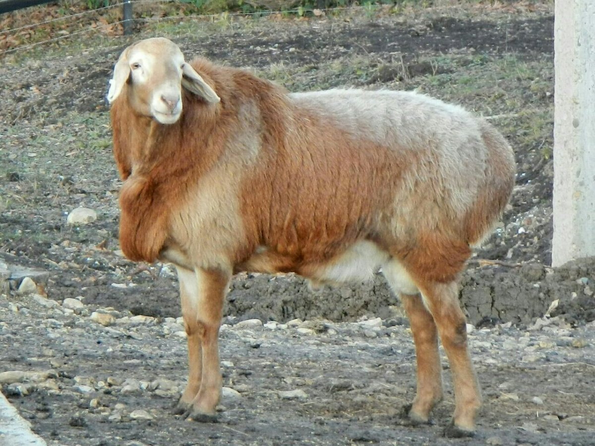 Породы Баранов курдючные