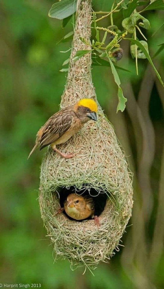 Гнездо Ткачика