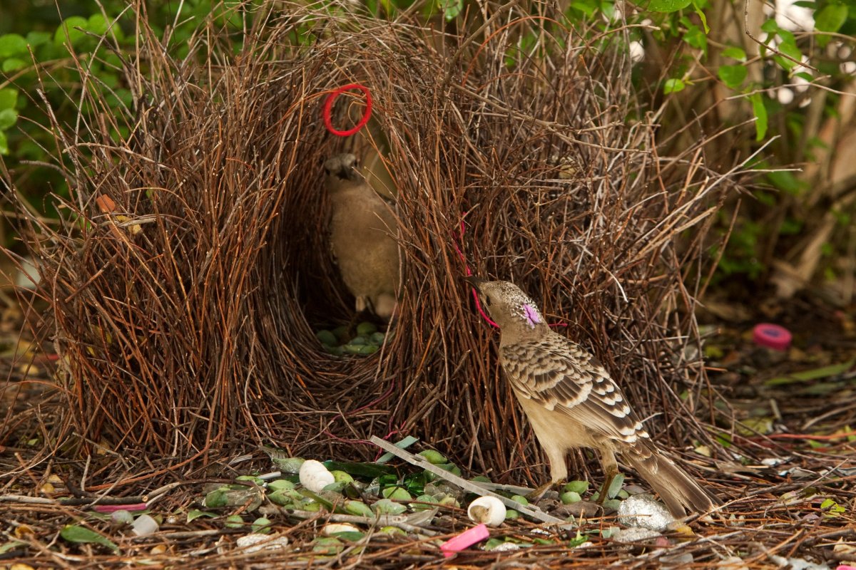 Гнездо орла
