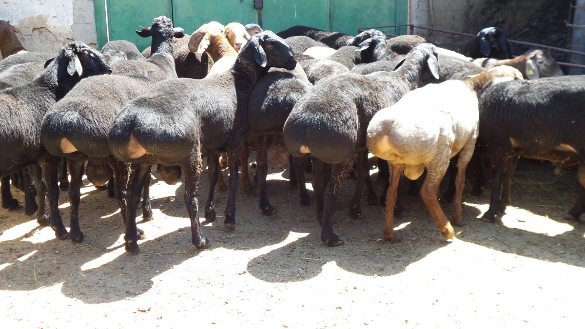 Гиссарский кучкор