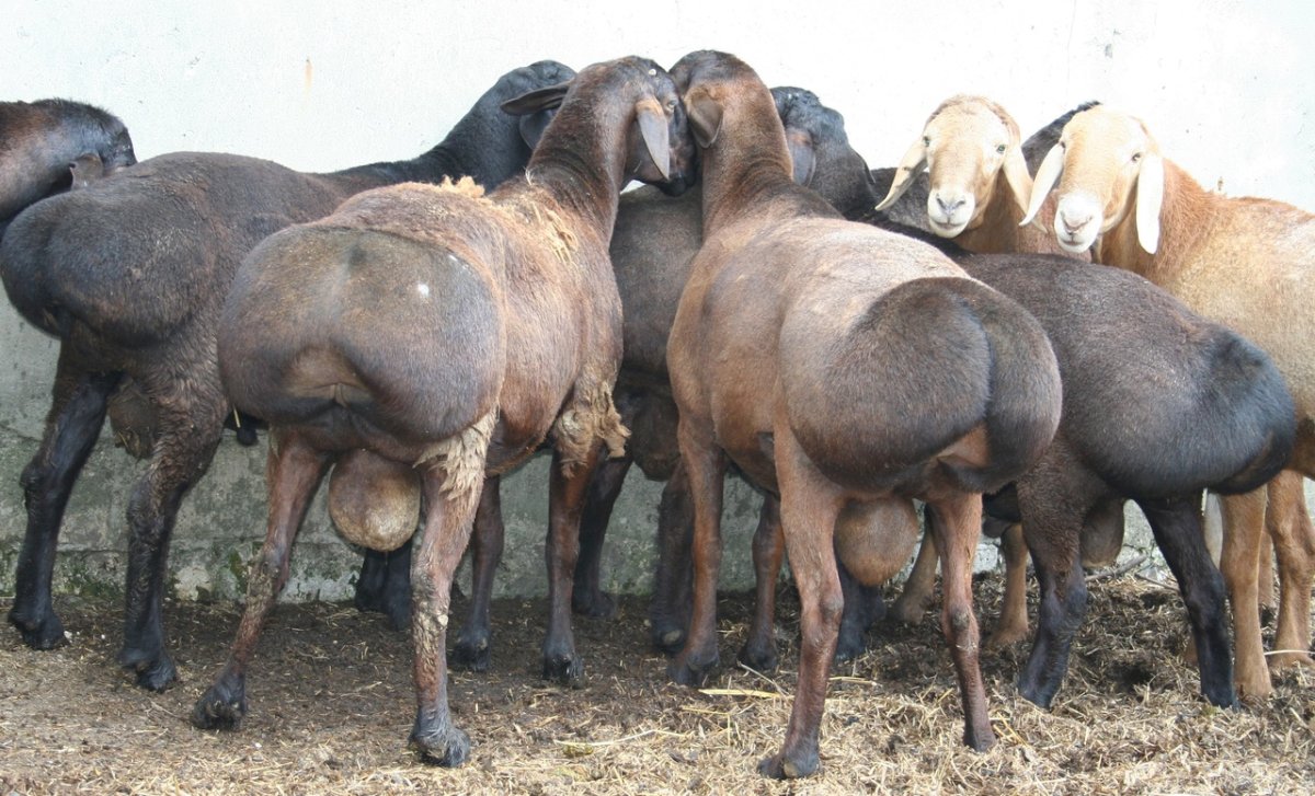 Гиссарская порода Баранов сзади