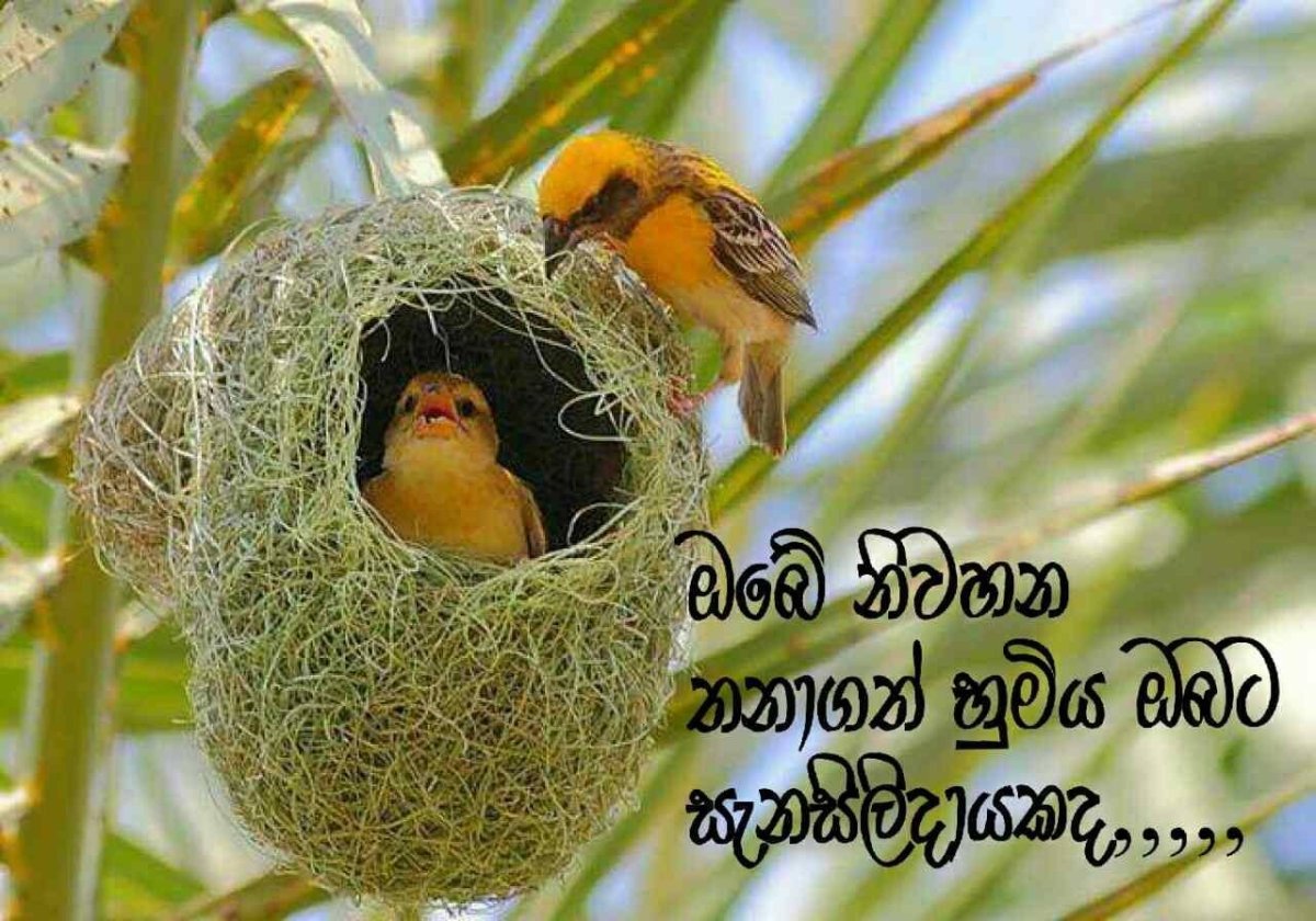 Птичка Ткачик гнездо