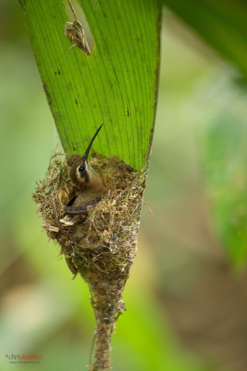 Гнездо для птиц.
