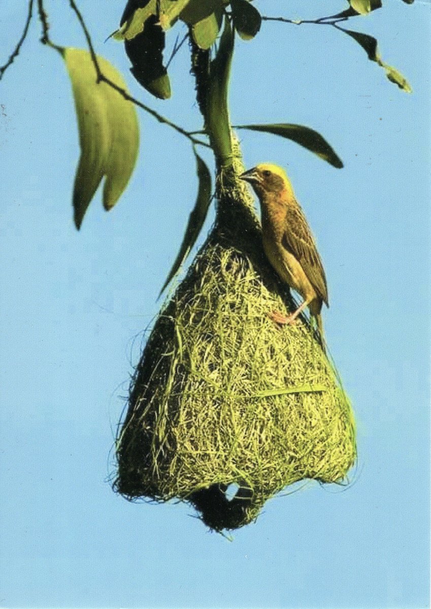 Джексон Птичье гнездо