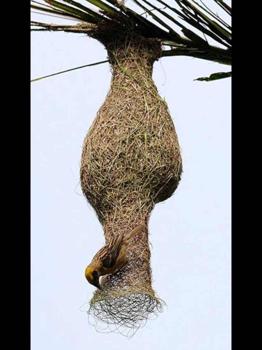 Птичка шалашник
