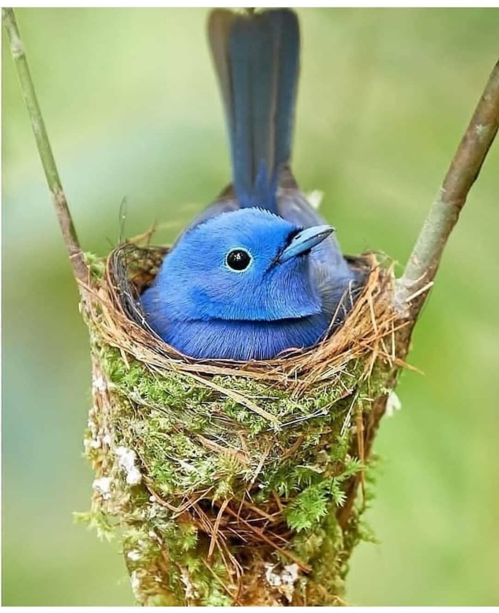 Гнездо утки мандаринки