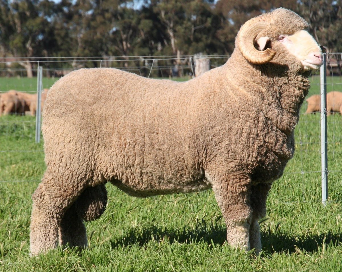 Курдючный баран Романовской породы