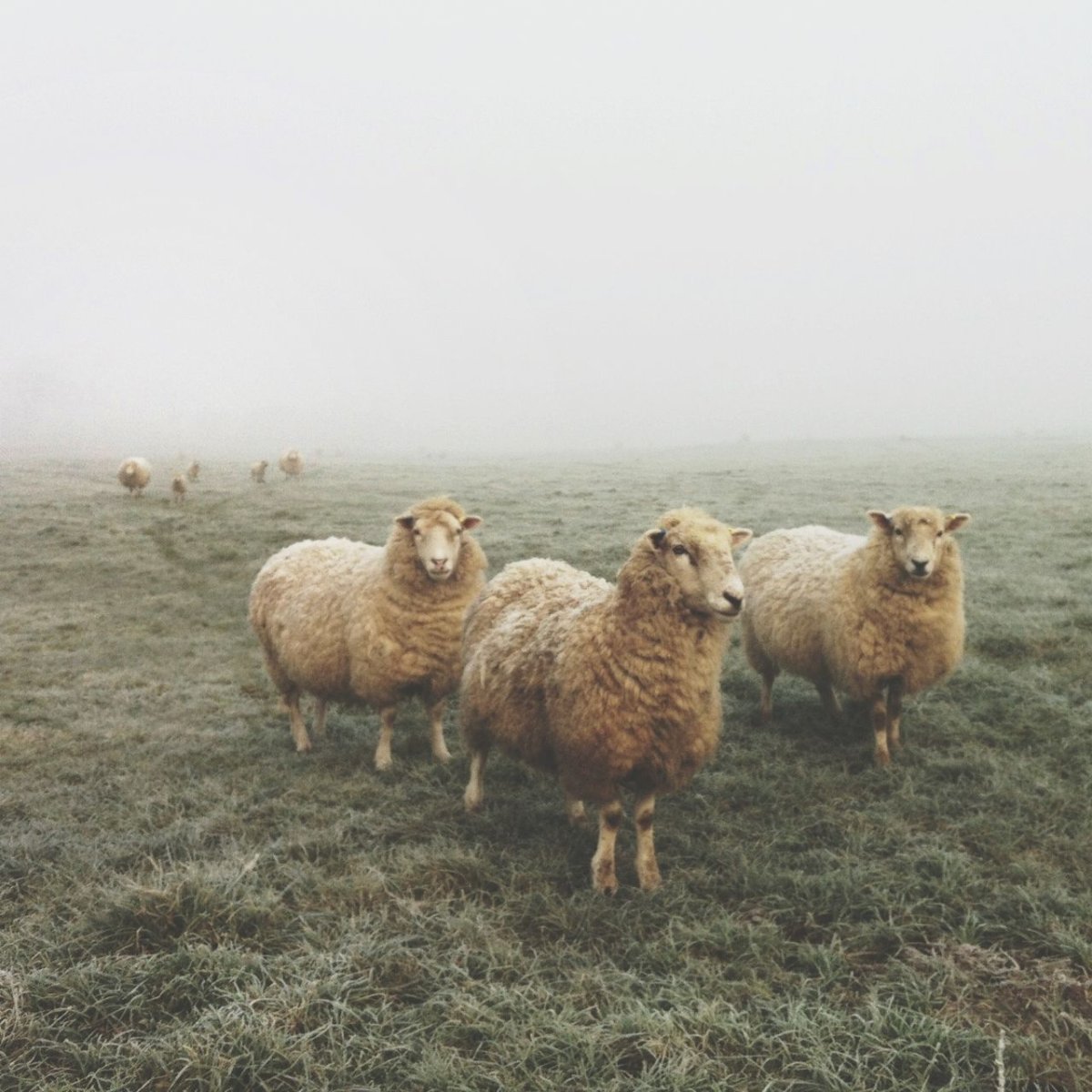 Волгоградская тонкорунная порода овец