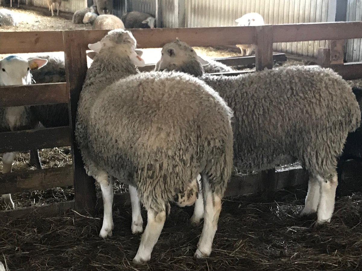 Продажа овец