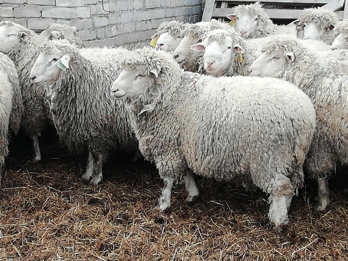 Ромни-марш порода овец