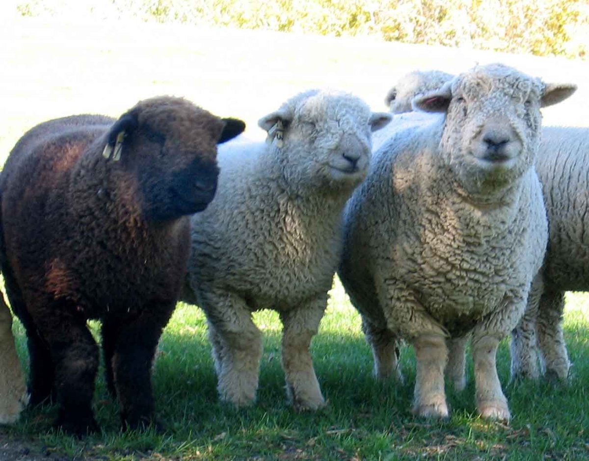 Цигайская порода овец