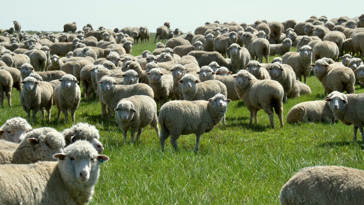 Дагестанская Горная тонкорунная порода овец