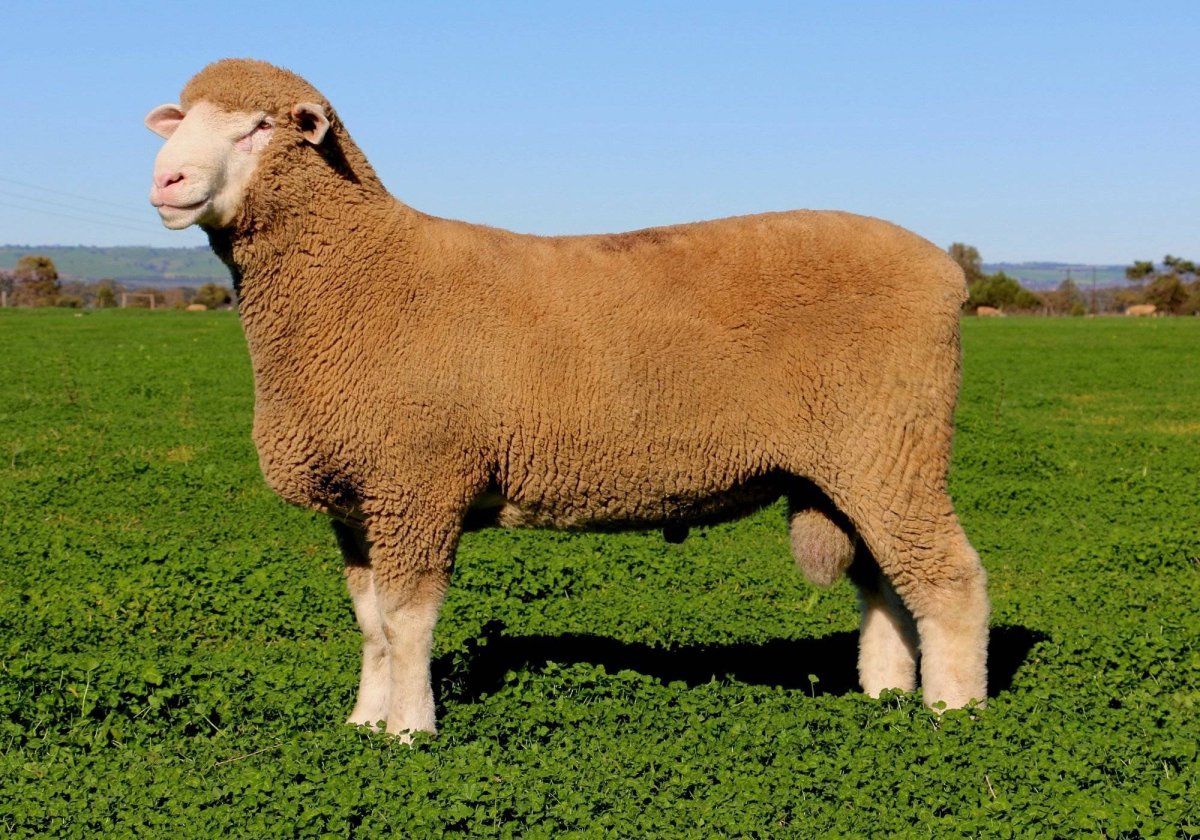 Тушинская порода овец