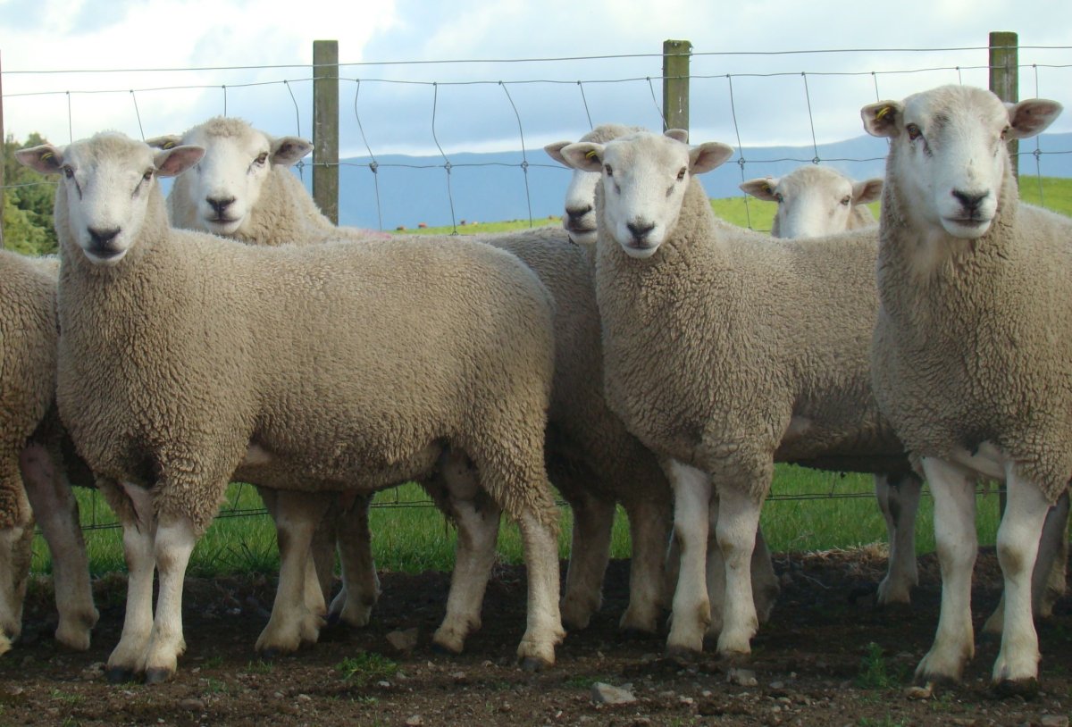 Калмыцкая курдючная овца