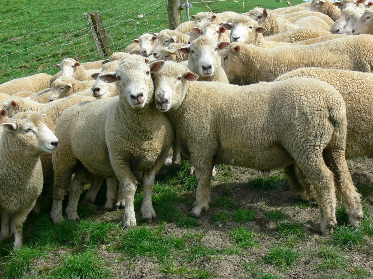 Овцы породы лакон