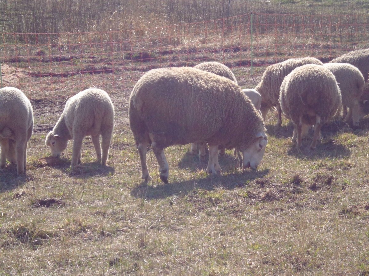 Северо Кавказская мясошерстная порода овец