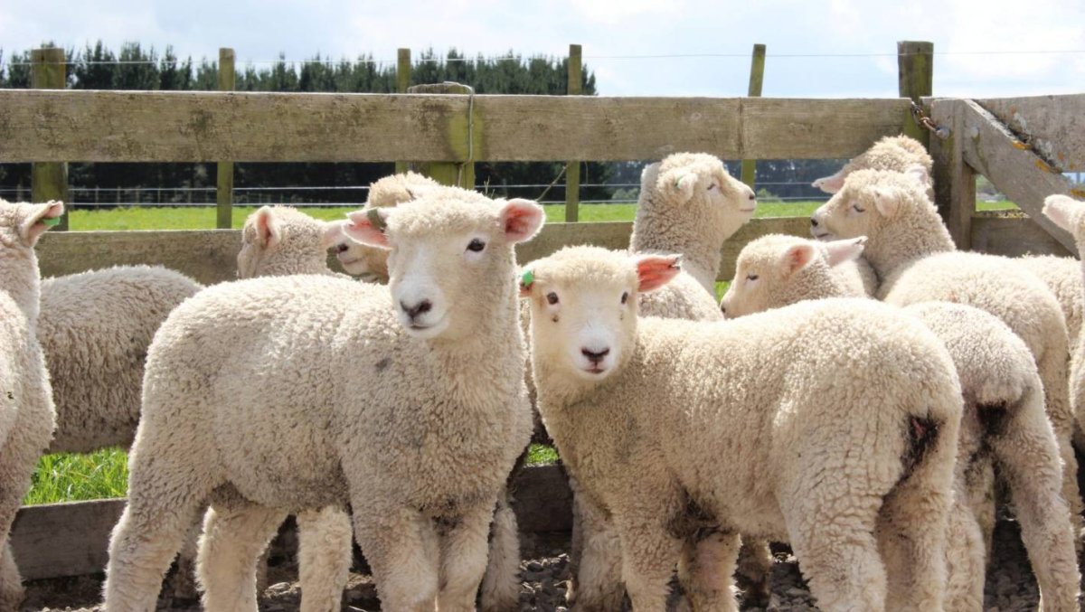 Дагестанская Горная тонкорунная порода овец