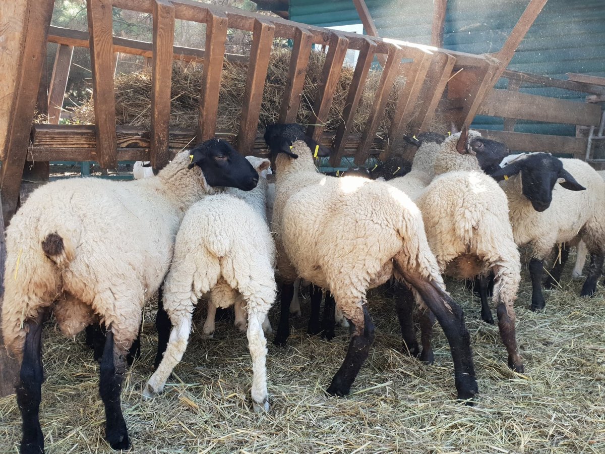 Мериносы порода овец вес