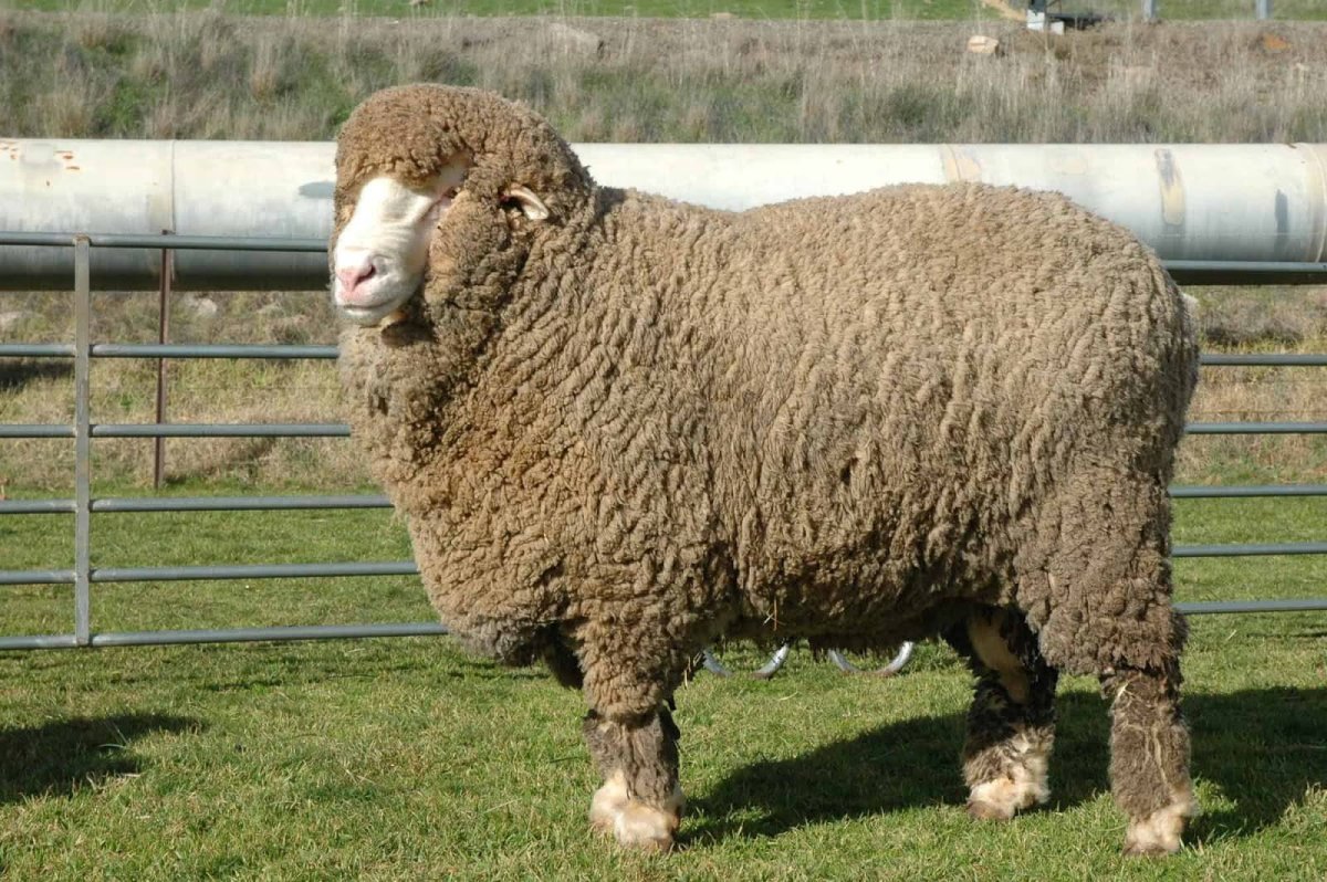 Овцы породы меринос