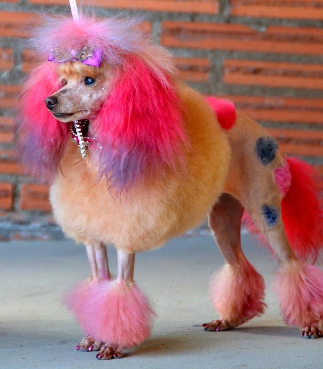 Королевский пудель розовый