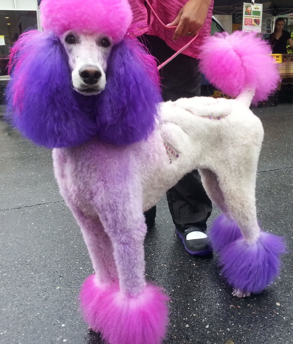 Королевский пудель розовый