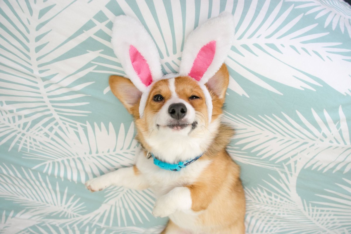 Корги Пинтерест