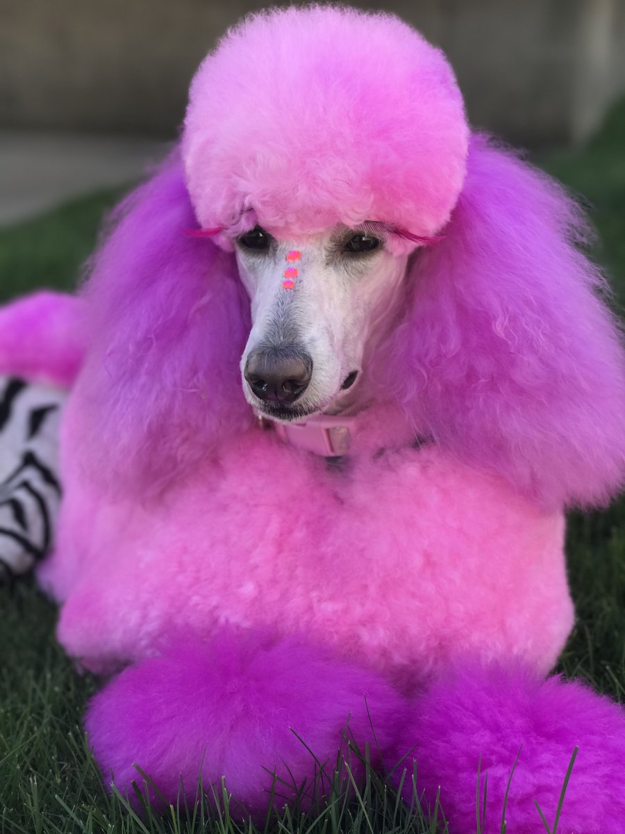 Собака пудель розовый