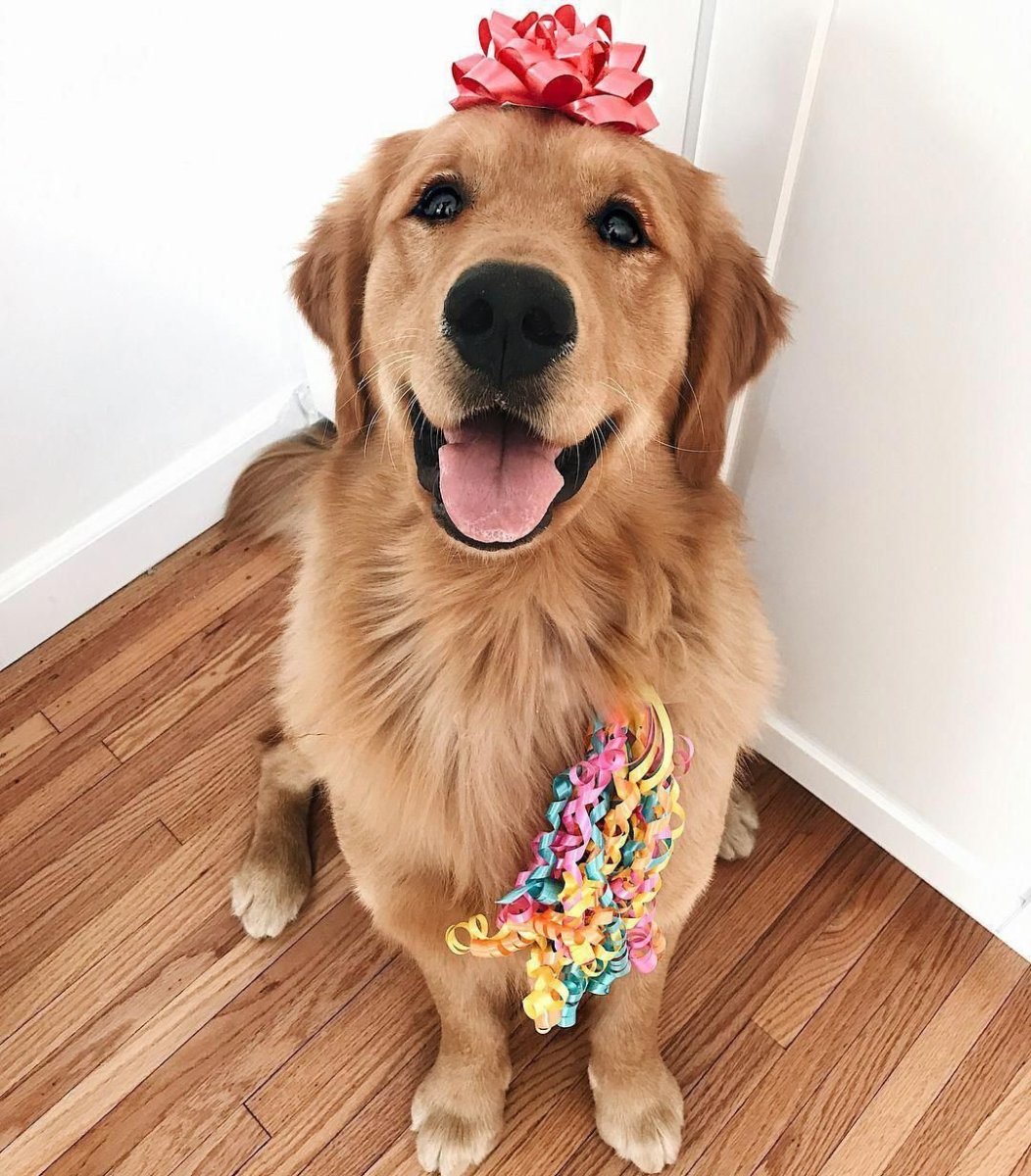 Собаки из пинтереста