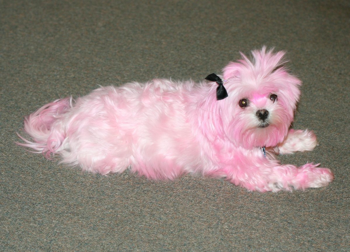 Мальтийская болонка розовая