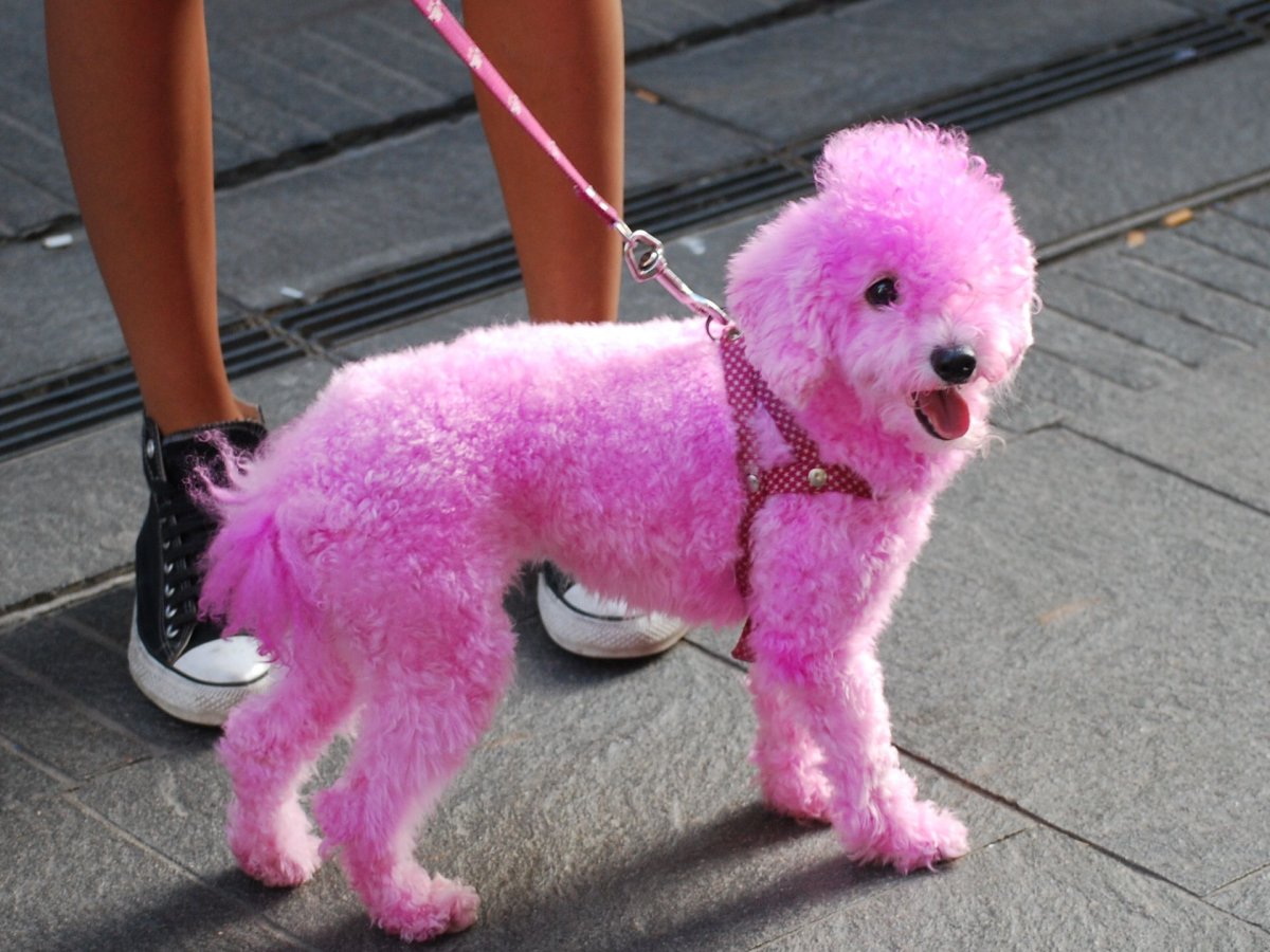 Розовый щенок