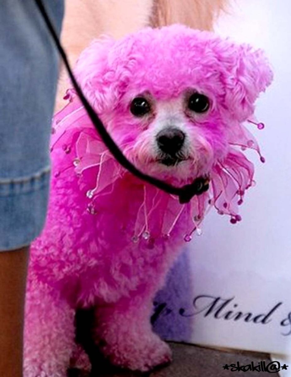 Красивые собаки розовые