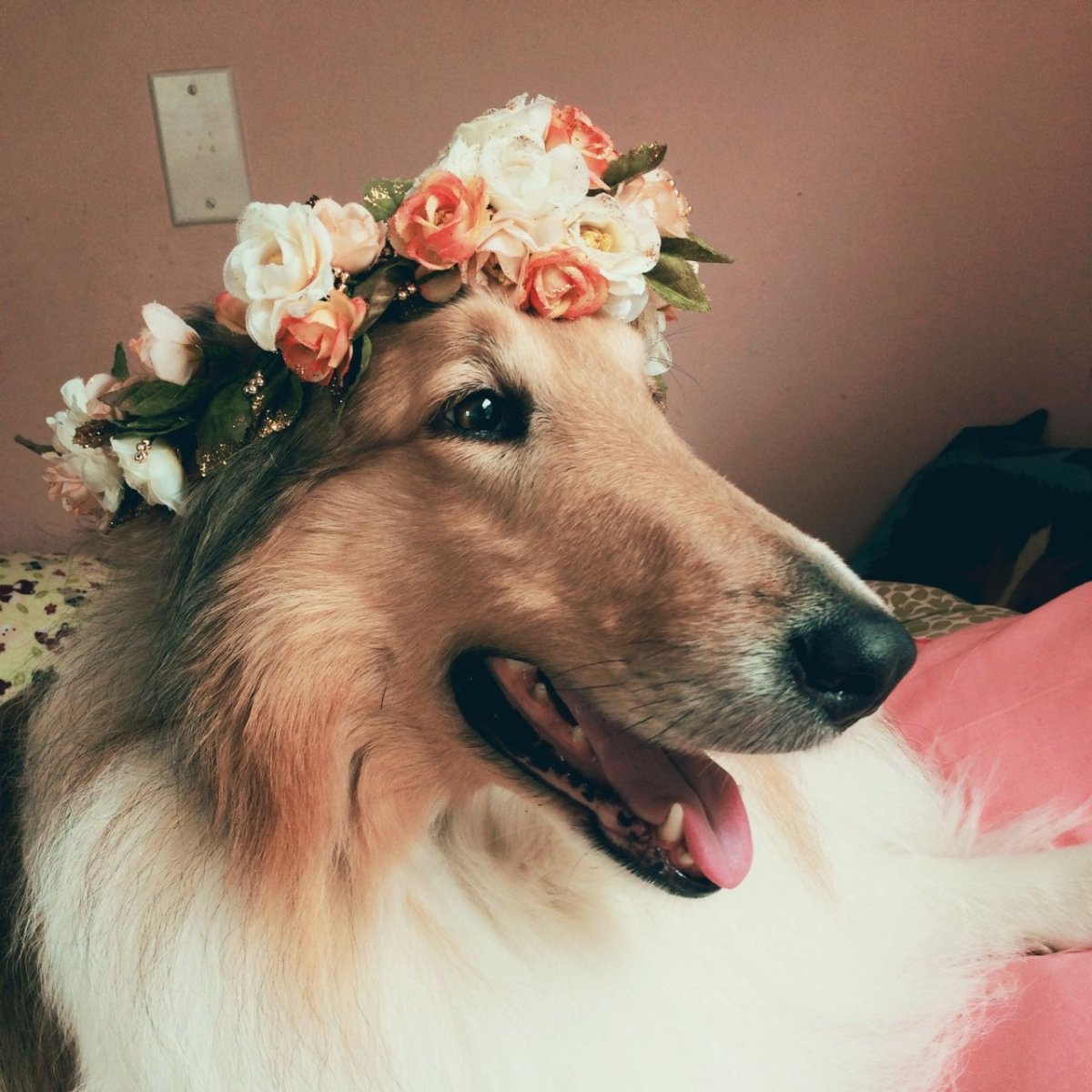 Жёлтая собака и розовая принцесса