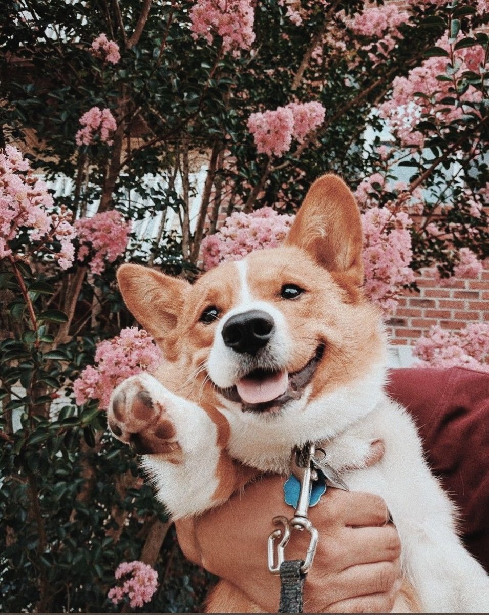 Вельш корги Эстетика