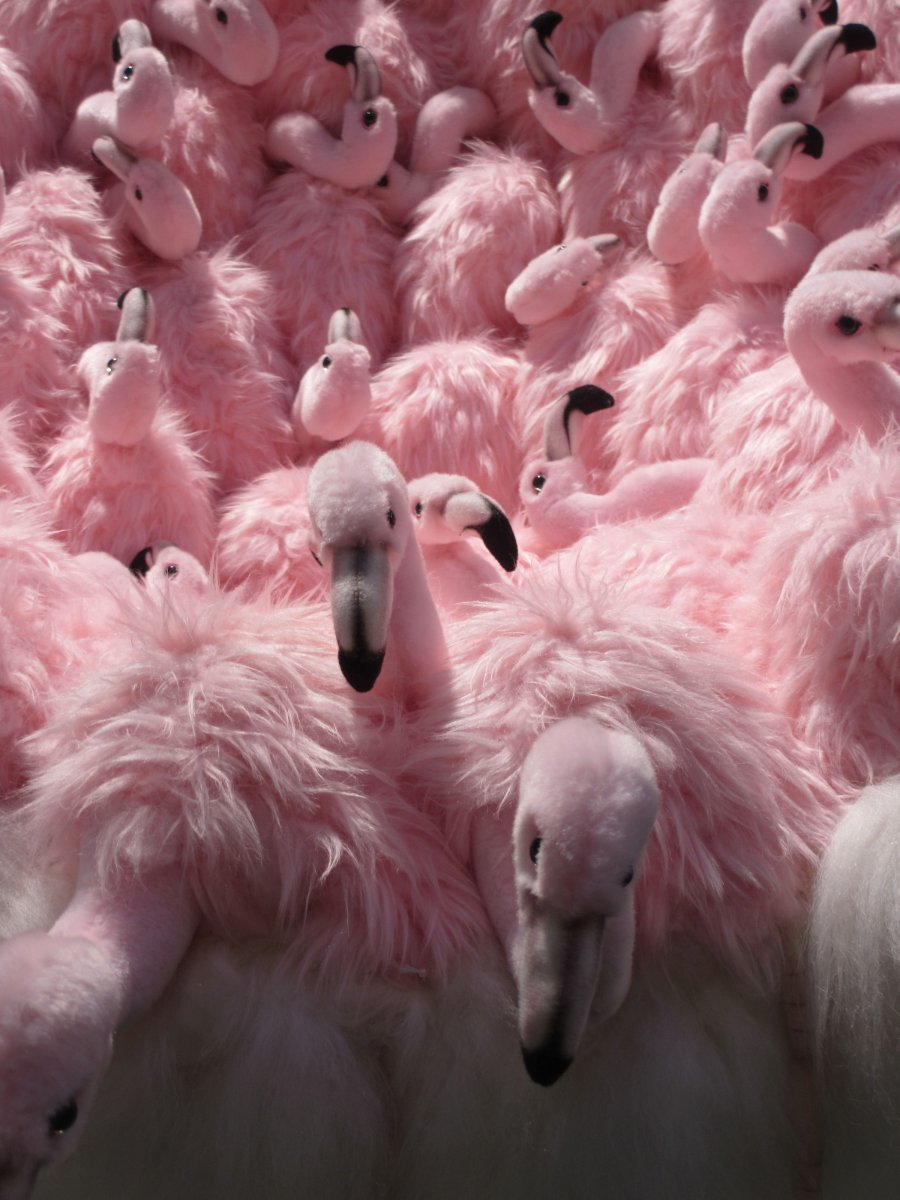 Розовый Фламинго Эстетика