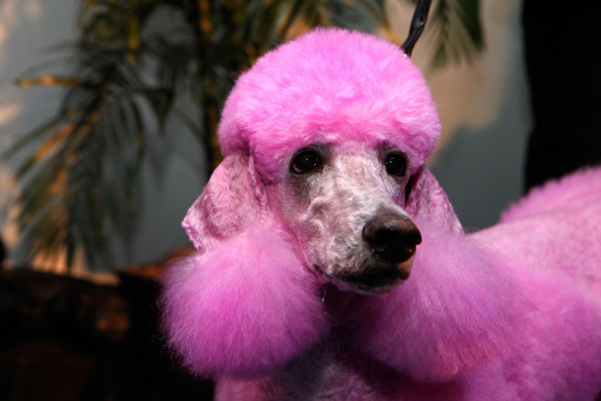 Королевский пудель крашеный