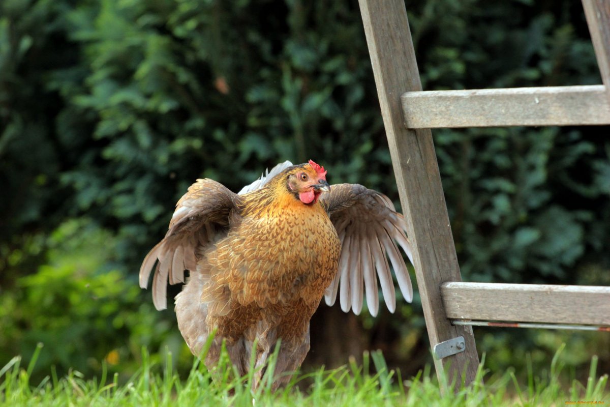 Обои на рабочий стол курица