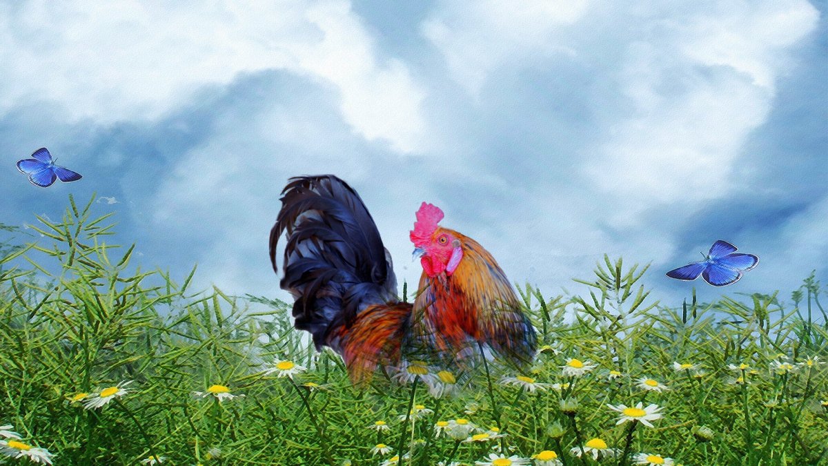 Петух на рабочий стол