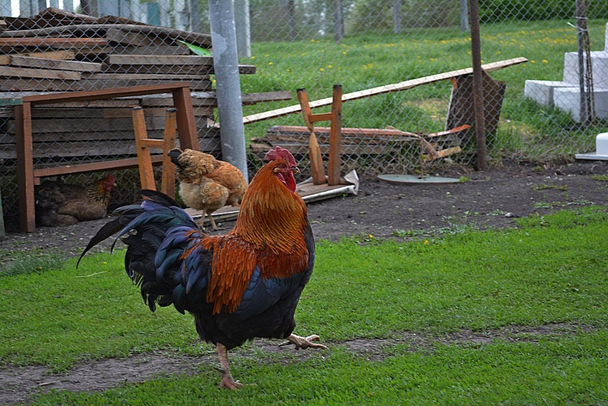 Петух во дворе