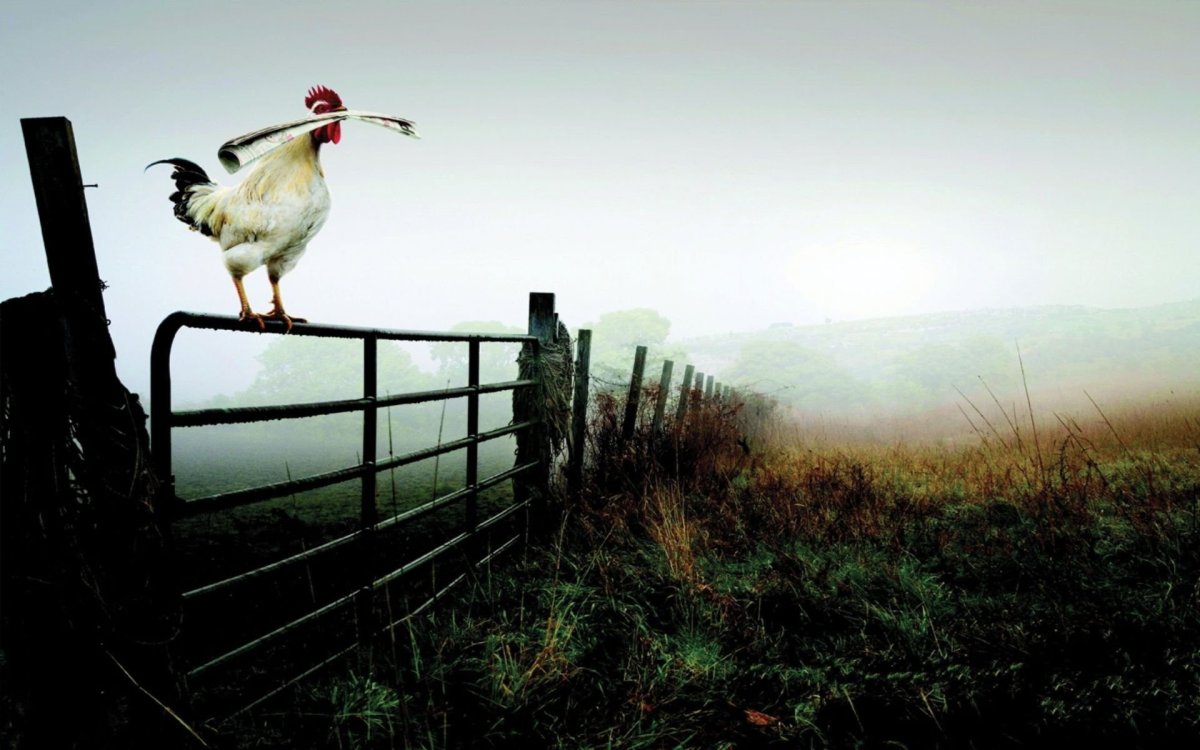 Петух на рассвете