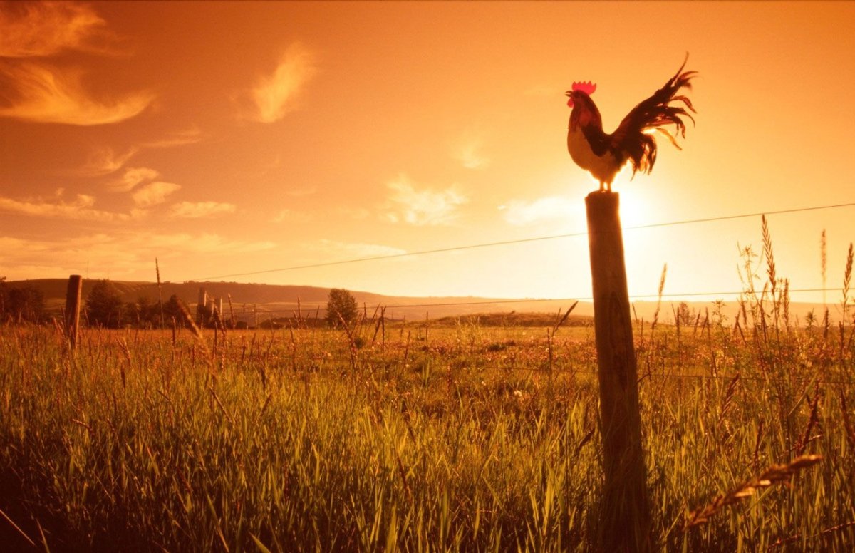 Петух на рассвете