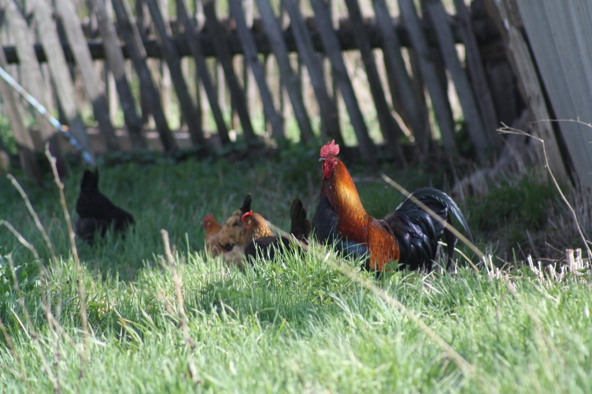 Деревенский петух на заборе