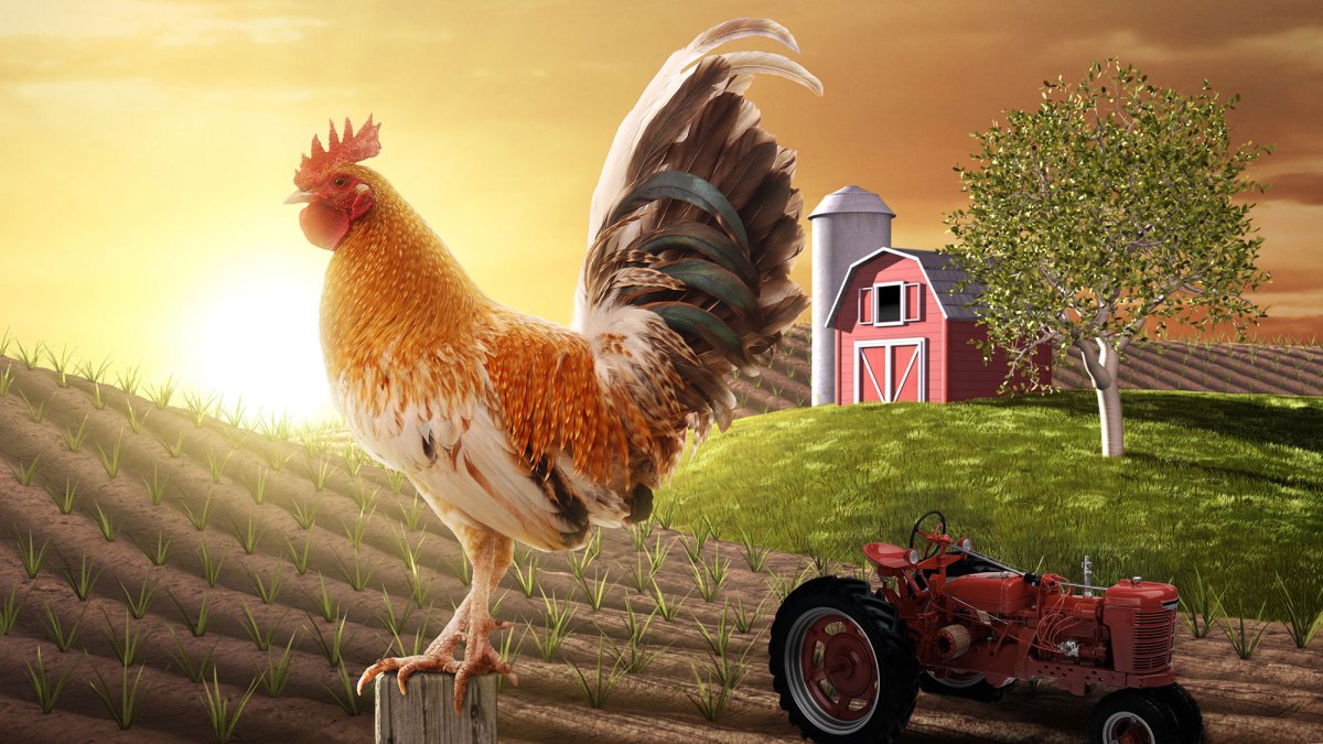 Петух на рассвете