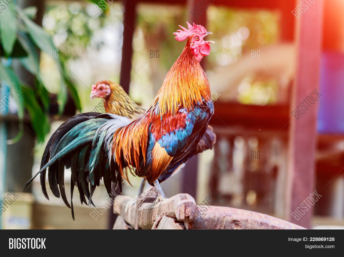 Утро петух кричит