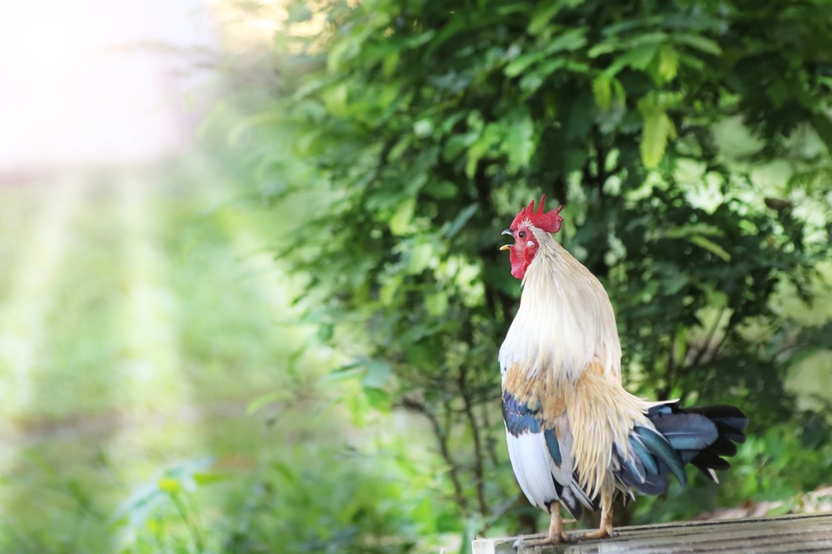 Петух кукарекает в деревне
