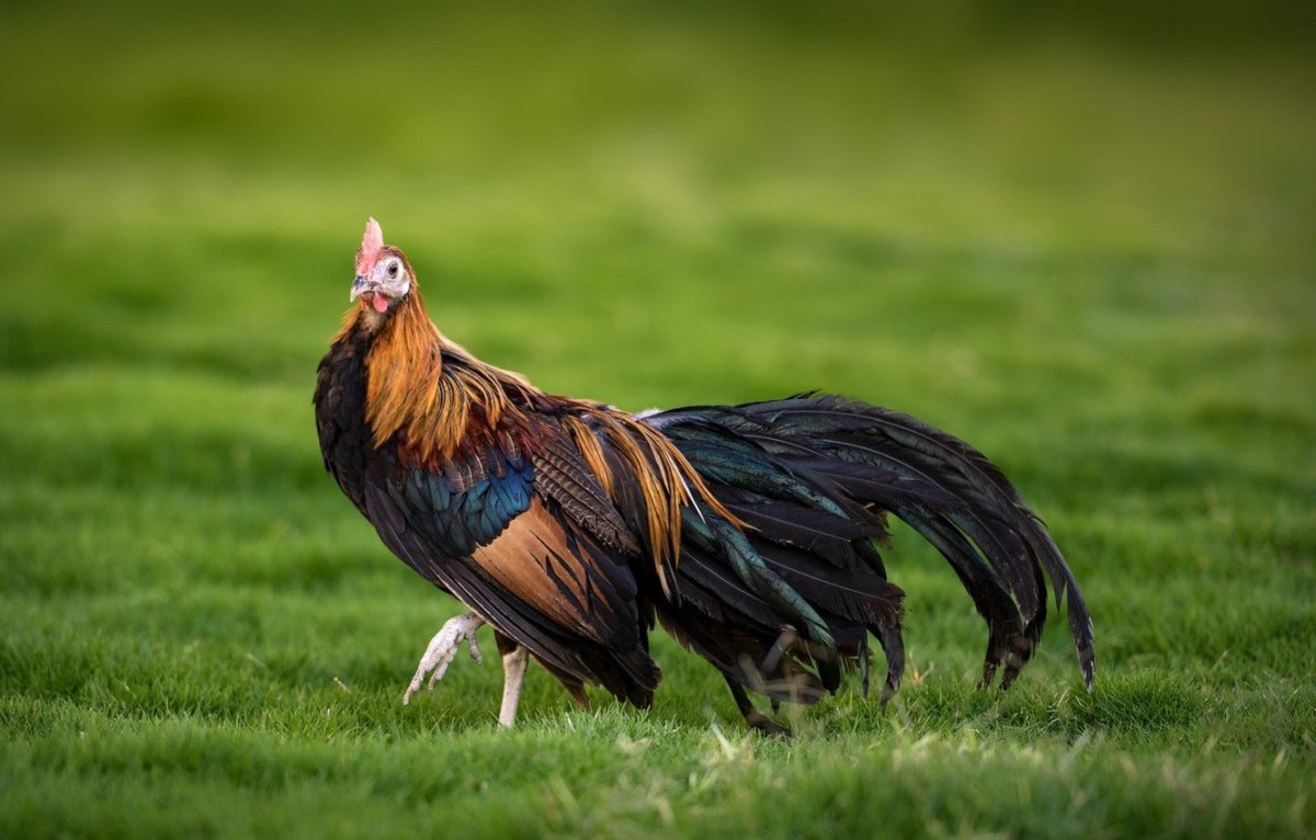 Куры породы Феникс