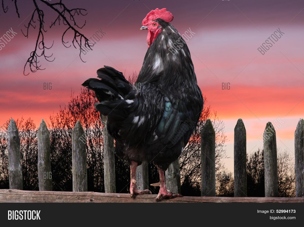 Кричащий петух на заборе