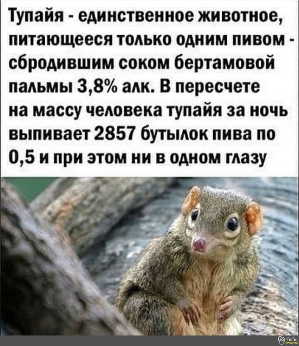 Тупайя единственное животное