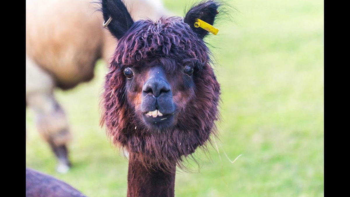 Дебильные животные